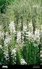 Attēlu rezultāti vaicājumam “Epilobium angustifolium flower”