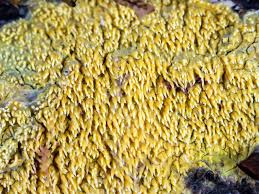 Attēlu rezultāti vaicājumam “Mycoacia fuscoatra”