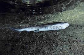 Image result for Notorynchus cepedianus