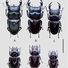 Attēlu rezultāti vaicājumam “Glischrochilus grandis”