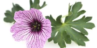 Image result for Storchschnäbel