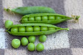 Attēlu rezultāti vaicājumam “Pisum sativum fruit”