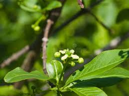 Attēlu rezultāti vaicājumam “Euonymus europaeus bud”
