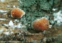 Attēlu rezultāti vaicājumam “Hypocrea rufa”