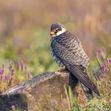 Image result for Falco amurensis