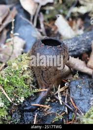 Attēlu rezultāti vaicājumam “Craterium sp.”