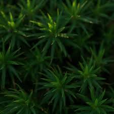 Attēlu rezultāti vaicājumam “Polytrichastrum formosum”