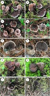 Attēlu rezultāti vaicājumam “Hydnellum sp.”