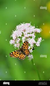 Attēlu rezultāti vaicājumam “Araschnia levana upperside”