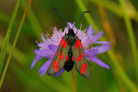Attēlu rezultāti vaicājumam “Zygaena filipendulae exuvia”