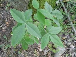 Attēlu rezultāti vaicājumam “Laburnum anagyroides leaf”