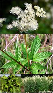 Attēlu rezultāti vaicājumam “Filipendula ulmaria  flower”