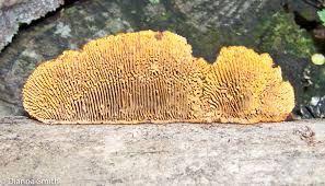 Attēlu rezultāti vaicājumam “Gloeophyllum abietinum”