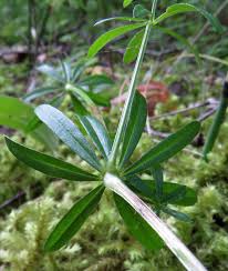 Attēlu rezultāti vaicājumam “Galium schultesii”