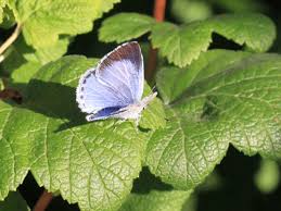 Attēlu rezultāti vaicājumam “Celastrina argiolus underside”
