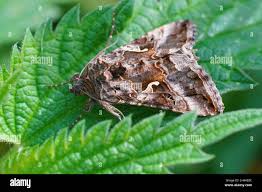 Attēlu rezultāti vaicājumam “Autographa gamma”