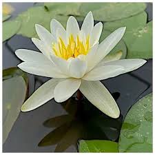 Attēlu rezultāti vaicājumam “Nymphaea alba flower”