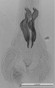 Attēlu rezultāti vaicājumam “Colostygia pectinataria male”