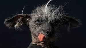 Image result for ugliest dog