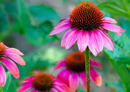 Image result for Echinacea purpurea