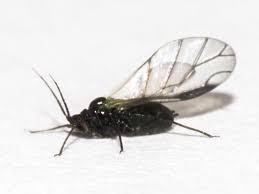 Attēlu rezultāti vaicājumam “Aphis jacobaeae”