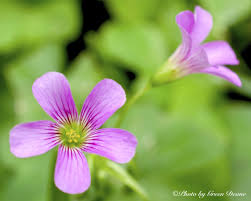 Attēlu rezultāti vaicājumam “Oxalis corniculata fruit”