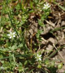Attēlu rezultāti vaicājumam “Arenaria serpyllifolia flower”