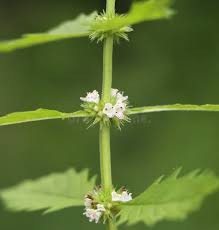 Attēlu rezultāti vaicājumam “Lycopus europaeus flower”