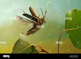 Attēlu rezultāti vaicājumam “Saperda carcharias”