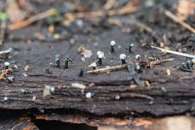 Attēlu rezultāti vaicājumam “Holwaya mucida”