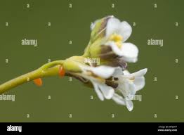 Attēlu rezultāti vaicājumam “Arabis hirsuta fruit”