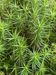 Attēlu rezultāti vaicājumam “Polytrichum formosum”