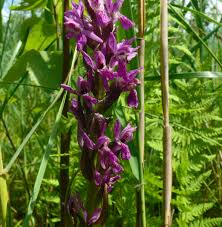Attēlu rezultāti vaicājumam “Dactylorhiza traunsteineri”
