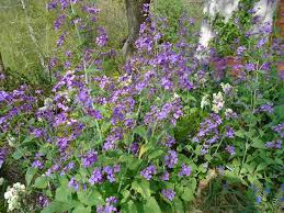 Image result for Lunaria annua