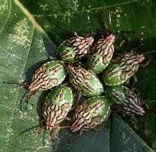 Attēlu rezultāti vaicājumam “Elasmucha grisea”