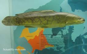 Image result for Amia calva