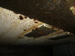 Image result for ゴキブリ報告所