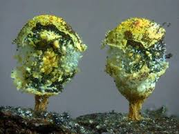 Attēlu rezultāti vaicājumam “Craterium aureum spores”