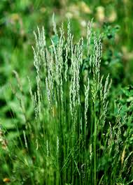 Attēlu rezultāti vaicājumam “Poa angustifolia”