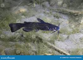 Image result for Ameiurus melas