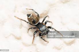 Attēlu rezultāti vaicājumam “Heliophanus sp.”