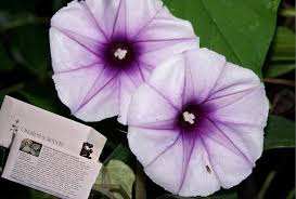 Image result for Ipomoea Lavender