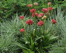 Attēlu rezultāti vaicājumam “Armeria vulgaris bud”