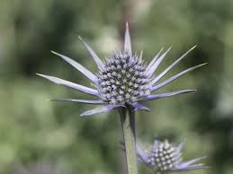 Image result for Edeldistel