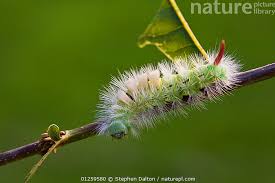 Attēlu rezultāti vaicājumam “Calliteara pudibunda larva”