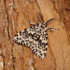 Attēlu rezultāti vaicājumam “Lymantria monacha pupa”