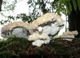 Attēlu rezultāti vaicājumam “Postia stiptica”