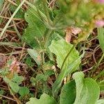 Attēlu rezultāti vaicājumam “Centaurium erythraea leaf”