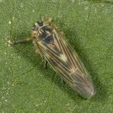 Attēlu rezultāti vaicājumam “Macrosteles sp. nymph”