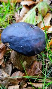 Attēlu rezultāti vaicājumam “Leccinum melaneum”